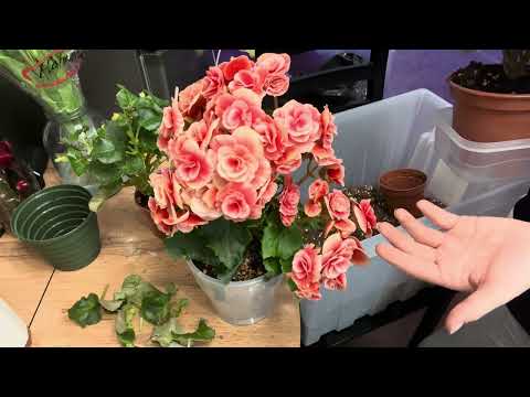 Видео: Так сказать «праздничные работы» 🌺