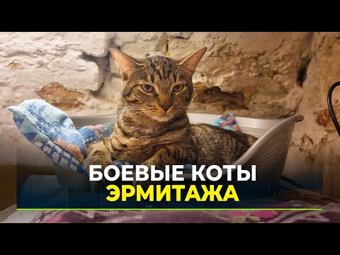 Видео: Главный музей Петербурга охраняют коты