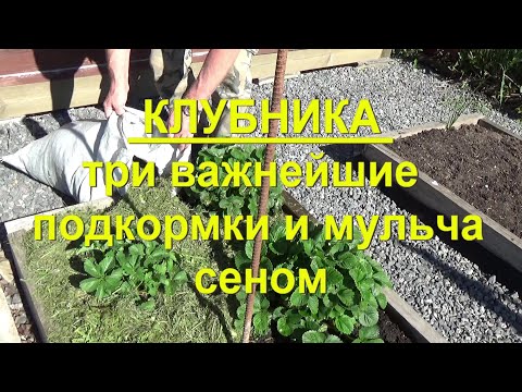 Видео: 71. КЛУБНИКА. Часть 2 - три важнейшие подкормки для клубники и мульчирование сеном!