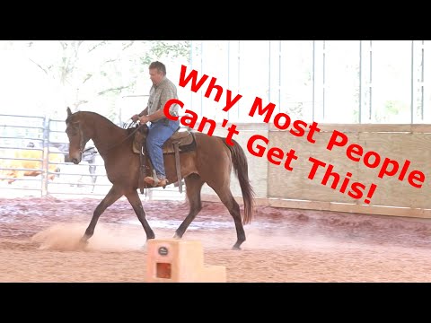 Видео: Как правильно поставить лошадь на повод.