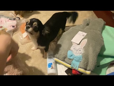 Видео: WILDBERRIES. Покупки 🛍 для собак. История появления Эвы в нашей семье.