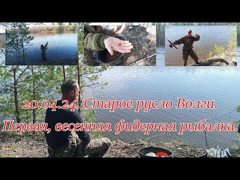 Видео: 20.04.24. Старое русло Волги.  Первая, весенняя фидерная рыбалка