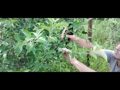 Видео: Літня обрізка молодих яблунь.