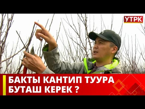 Видео: Бакты кантип туура буташ керек? | Агрочарба