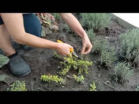 Видео: ОБРЕЗКА барбариса Тунберга второго года жизни. ПОСАДКА🌱
