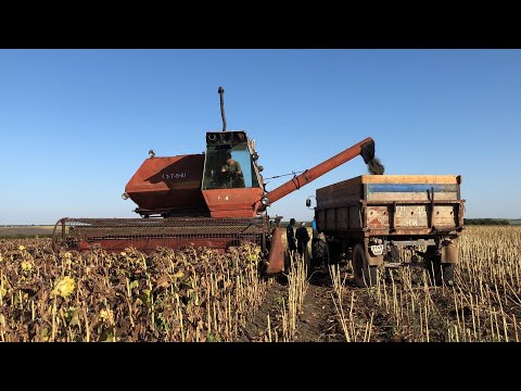 Видео: УБОРКА ПОДСОЛНЕЧНИКА ЛЕГЕНДАРНЫМ КОМБАЙНОМ НИВА СК-5 Евралис Белла УРОЖАЙНОСТЬ 17 ц/га
