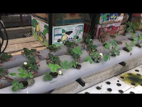 Видео: УЗВ в работе. Осётр+клубника.