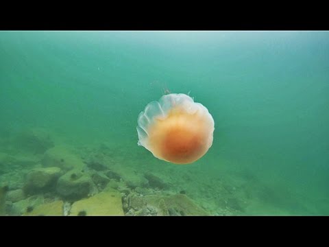 Видео: СКОЛЬКО СТОИТ НЕОПРЕНОВЫЙ ГИДРОКОСТЮМ SEAC SUB 5 ММ ВЛАДИВОСТОК ОСТРОВ КЛЫКОВА ОСЕНЬЮ 2016