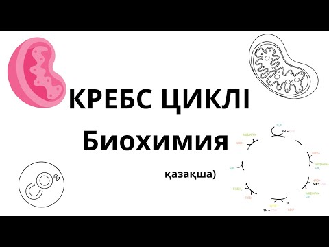 Видео: КРЕБС ЦИКЛІ: ҚАРАПАЙЫМ ЖӘНЕ ТҮСІНІКТІ ТҮСІНДІРУ