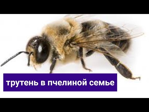 Видео: Трутень в пчелиной семье. Роль трутня в жизни пчёл. В.Г. Кашковский