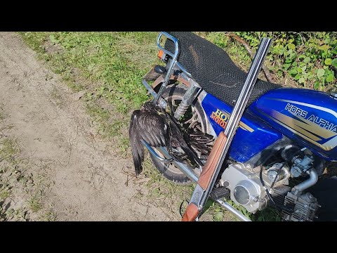 Видео: Охота в Беларуси. Цапли и бакланы #2