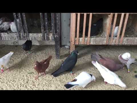 Видео: #Pigeons.Как приучить новых голубей.