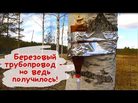 Видео: Березовый Сок\\Изобрела Классный Способ\\Маруся поймала 2 ящерицы/