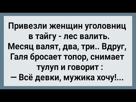 Видео: Как Бабы в Тайге Лес Валили! Сборник Свежих Анекдотов! Юмор!