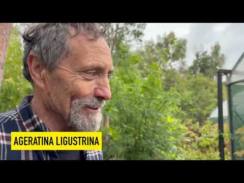 Видео: Борьба с сорняками: какие из них можно терпеть, а от каких следует избавиться