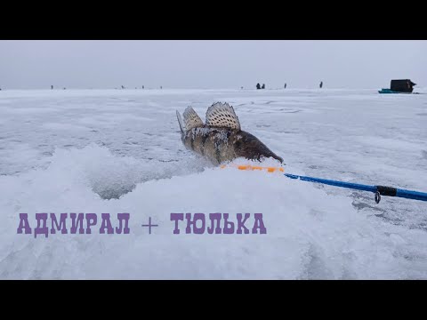 Видео: ЛОВЛЯ СУДАКА ЗИМОЙ НА БЛЕСНУ С ПОДСАДКОЙ ТЮЛЬКИ | ЗИМНЯЯ РЫБАЛКА | БЕРШ ИГРАЕТ СО МНОЙ В ПРЯТКИ |