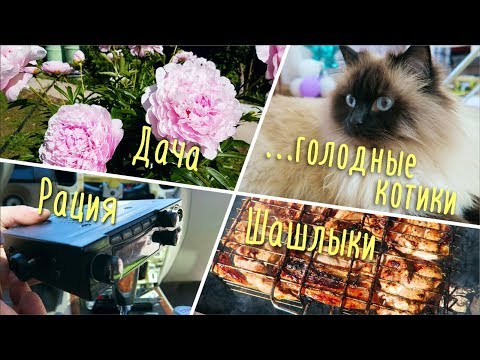 Видео: СЕМЕЙНЫЙ ВЛОГ: Дача, рация, жарим шашлыки / Голодные котики / Vika Siberia LifeVlog