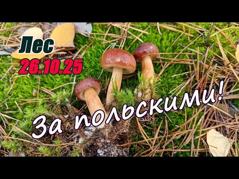 Видео: Грибы в октябре. За польскими! Выход в лес 26.10.25