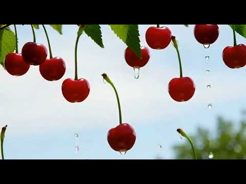 Видео: ЧЕРЕШЕНЬКА @RainIAmusic 