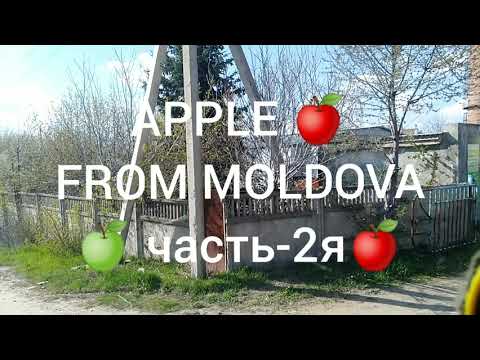 Видео: СОРОКИ-РУДЬ.СЕРЫЙ DAF-95XF и холодильник"APPLE FROM MOLDOVA"часть-2я.