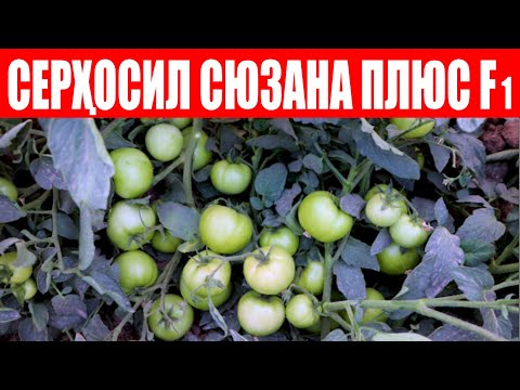 Видео: Сюзана Плюс F1 ни 1-йил экишимиз жуда серҳосил ва Қуёш нуридан мевасини химоя қилар экан (Sakata)