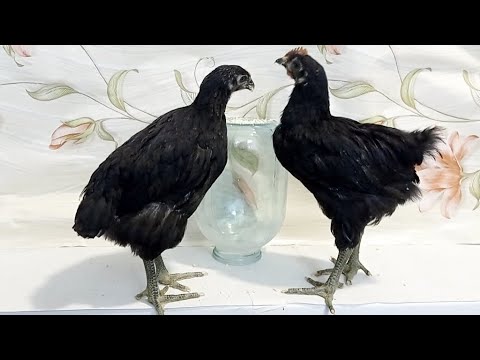 Видео: КОРА ШАХЗОДА ГИГАНТ ЖУЖА БОКИШ СИРЛАРИ 🔥🔥🔥