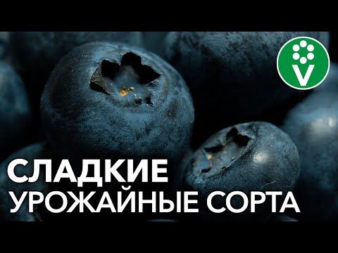 Видео: Эти СОРТА ГОЛУБИКИ вам точно захочется посадить!