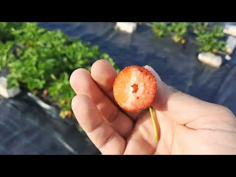 Видео: Обзор клубники в открытом грунте