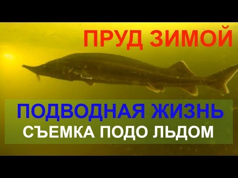 Видео: Пруд зимой. Подводная жизнь. Зимовка рыбы. Подледная съемка..