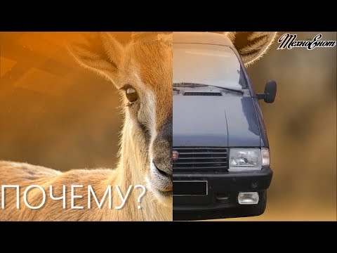 Видео: Почему Газель?