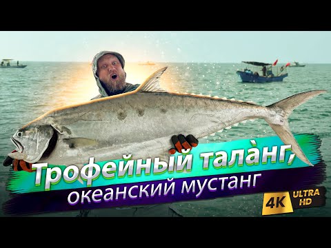Видео: 🇹🇼 Лёгкий слоу в Тайваньском проливе. Ищем хищника