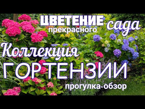 Видео: ЦВЕТЕНИЕ всех ГОРТЕНЗИЙ в саду . Пик декоративности . Обзор сада 9 июля.