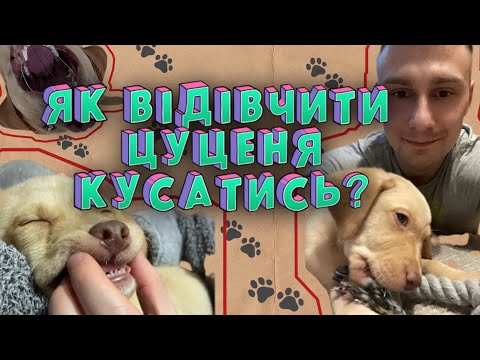 Видео: Цуценя кусає руки. Як відівчити цуценя кусатись? Що робити, якщо цуценя кусається?