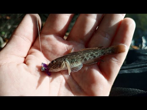 Видео: мормышинг на Городне.