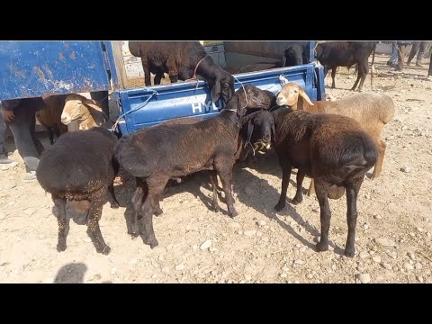 Видео: шанбебозори камунизим  нохияи фархор  25 октябр  зуриба👍👍👍