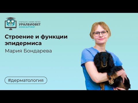 Видео: Строение и функции эпидермиса. Лектор Мария Бондарева #убвк_дерматология