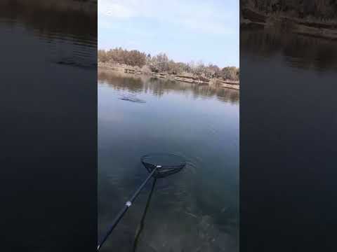 Видео: рыбалка у Азамат в талдыкоргане