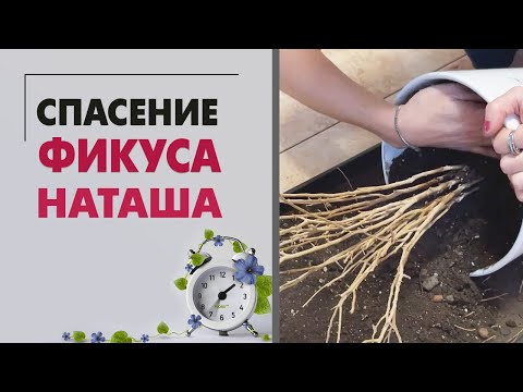 Видео: Спасение фикуса Наташа | Что делать. если фикус сбросил всю листву