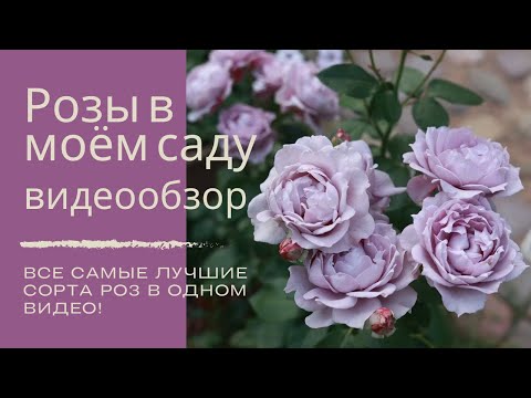 Видео: Обзор всех сортов моих роз! #садовыерозы #самыелучшиесортароз