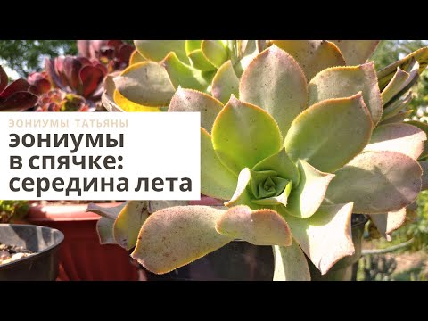 Видео: Эониумы летом Середина июля - экватор сезона спячки