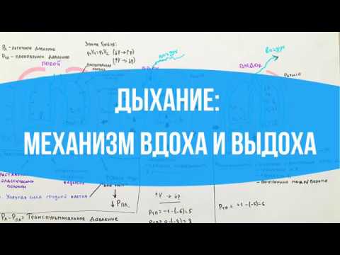 Видео: ДЫХАНИЕ: Механизм вдоха и выдоха // Разбираемся с давлением