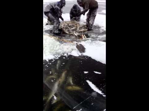 Видео: Рыбаки на море Лаптевых