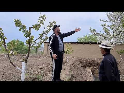 Видео: Бак даваат. Бостон айылында.