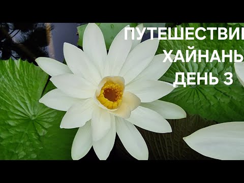 Видео: HUAYU RESORT @SPA YALONG BAY SANYA ОБЗОР,ЗАВТРАК,ТЕРРИТОРИЯ