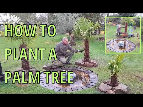 Видео: Посадка большой пальмы «Trachycarpus Fortunei» (китайская пальма-мельница)