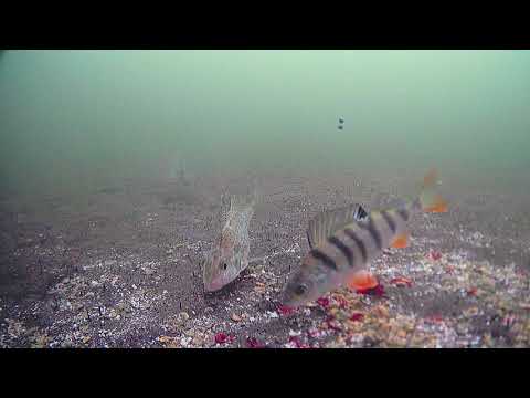 Видео: Обед для рыбы. Подводная съёмка. FocusFish