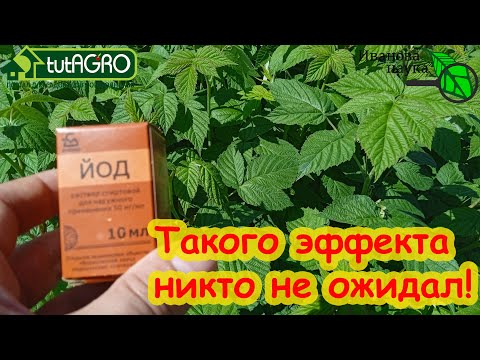 Видео: ПОДКОРМИТЕ МАЛИНУ ЙОДОМ И ОНА ЗАВАЛИТ ВАС СЛАДКИМ УРОЖАЕМ! Эффективная подкормка малины и ежевики.