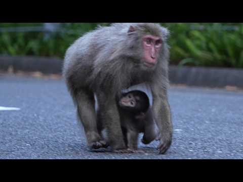 Видео: Тайная Жизнь baby monkey: Чему Учит Нас Якушима Макак О Выживании #monpai #monyet #monkey #babymonke