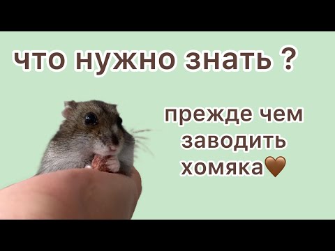 Видео: Что нужно знать прежде чем заводить хомяка?🤎🤎🤎￼