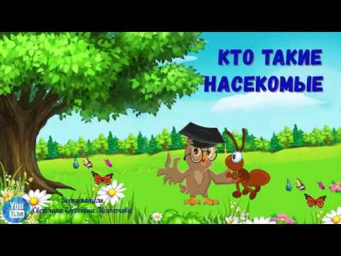 Видео: Кто такие насекомые?